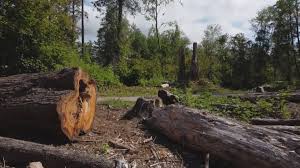 Best Tree Cabling and Bracing  in Innsbrook, VA
