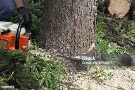 Best Tree Health Inspection  in Innsbrook, VA
