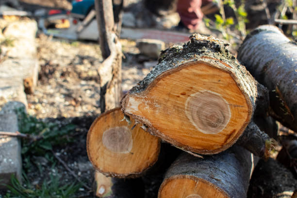 Best Fruit Tree Pruning  in Innsbrook, VA