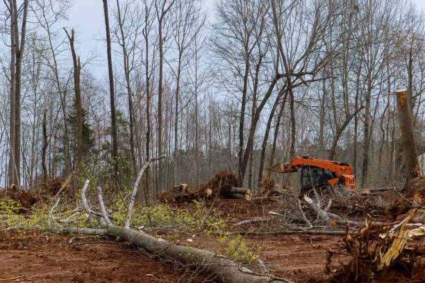 Best Mulching Services  in Innsbrook, VA