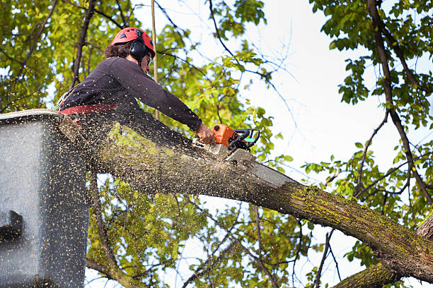 Best Tree Trimming and Pruning  in Innsbrook, VA