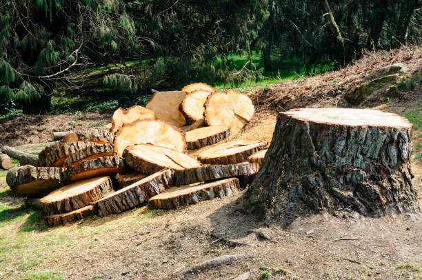 Best Tree Fertilization  in Innsbrook, VA